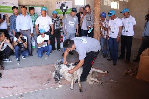 Хонины ноосыг цахилгаан машинаар хяргах сургалт хийлээ